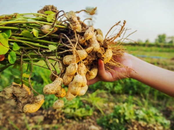 برداشت بادام زمینی در سطح ۳۱۰۰ هکتار از اراضی زراعی گیلان