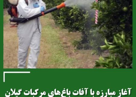 آغاز مبارزه با آفات باغ های مرکبات گیلان