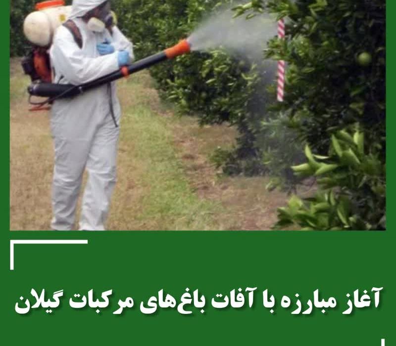 آغاز مبارزه با آفات باغ های مرکبات گیلان